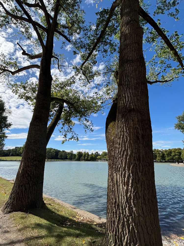 Bank of a pond, two big old trees only partly visible, the left one has its branches surrounded by little white clouds, the sky deep blue, on the other side of the light- blue lake trees.