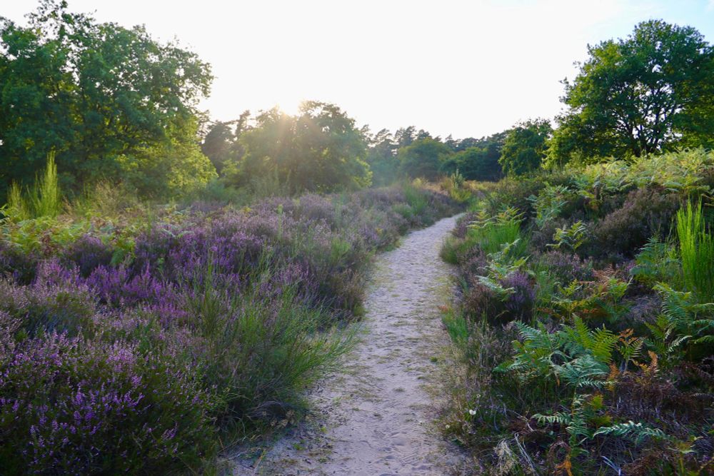 Small path in the heathlands, sandy, on the right a couple of green ferns. On the left a lot of heather and broom, trees in the background, the sun goes down and nearly vanishes behind the top of an oak tree