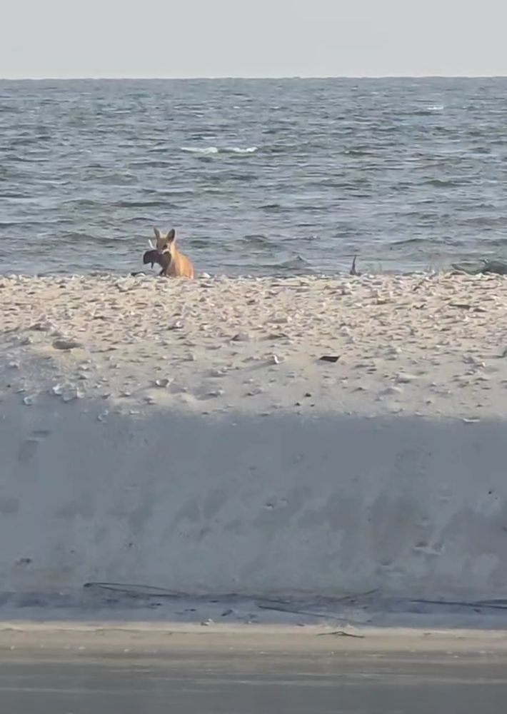 A fox on the beach caught a little critter. 