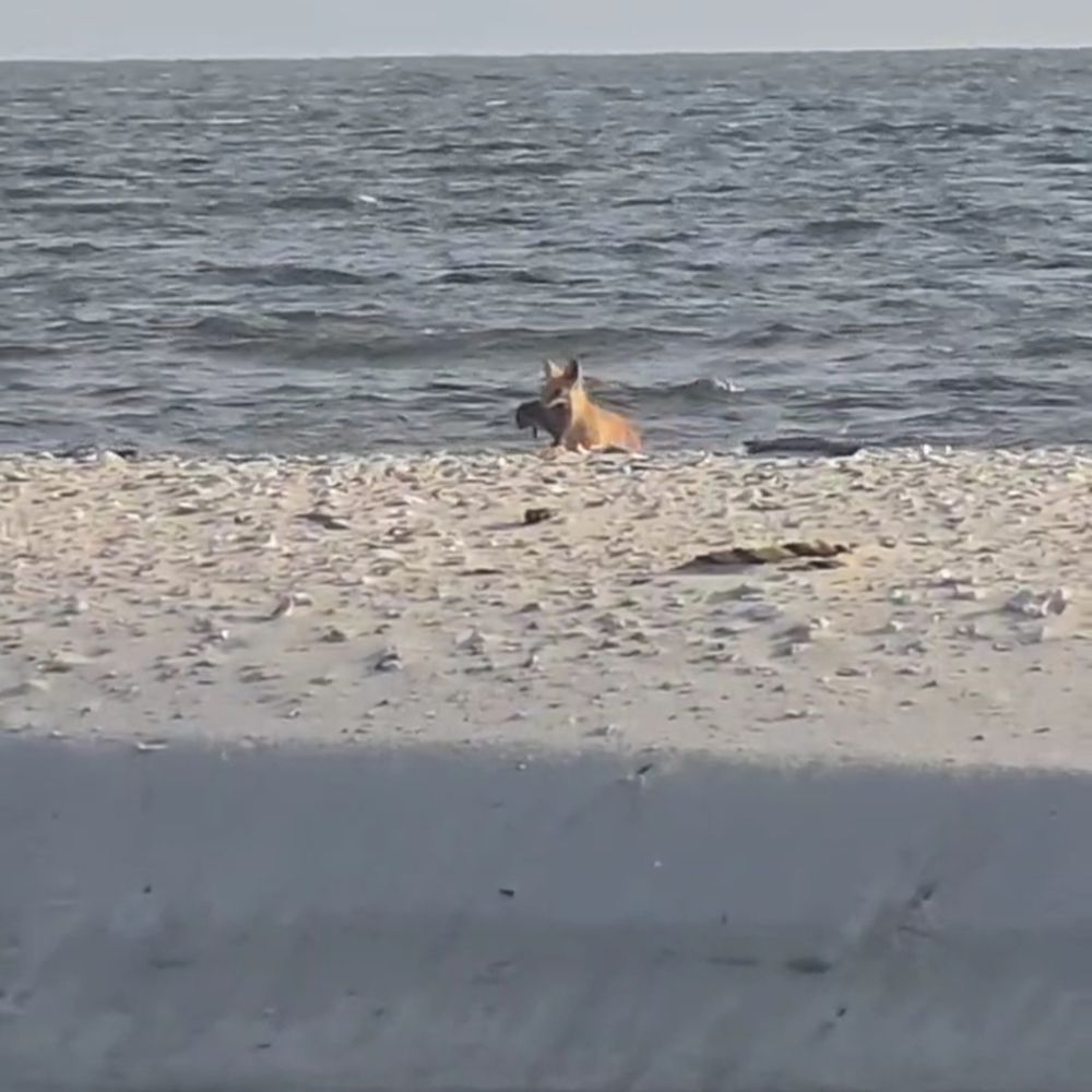A fox on the beach found something to eat. Maybe a rat? Who knows. Looks like meat's back on the menu. 