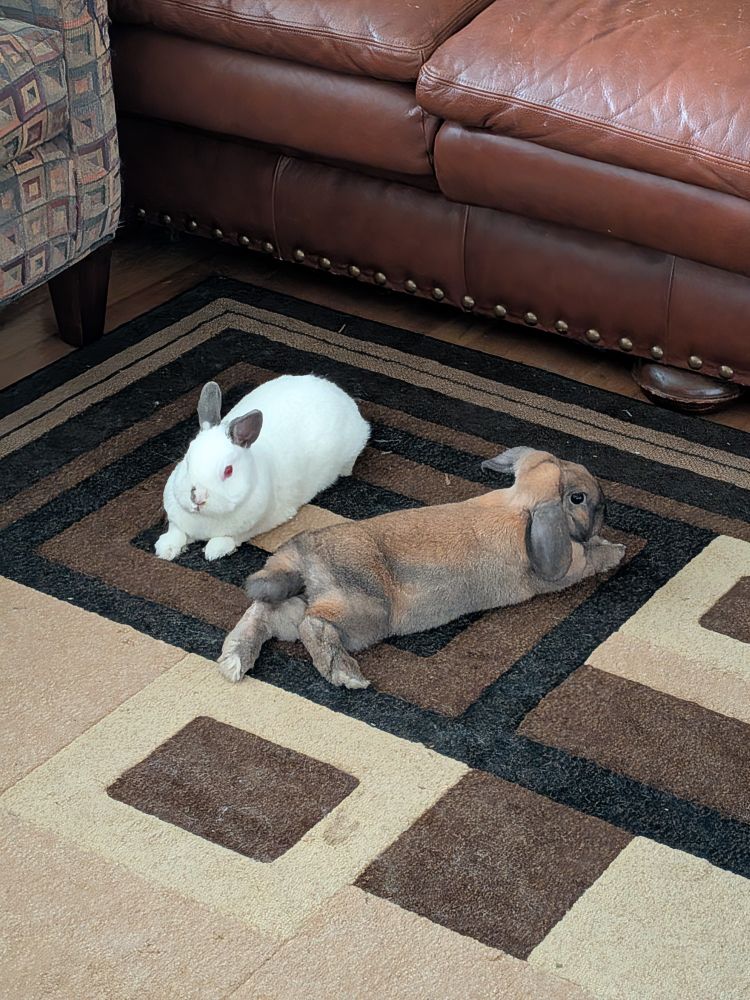 a white and brown bunny resting together
