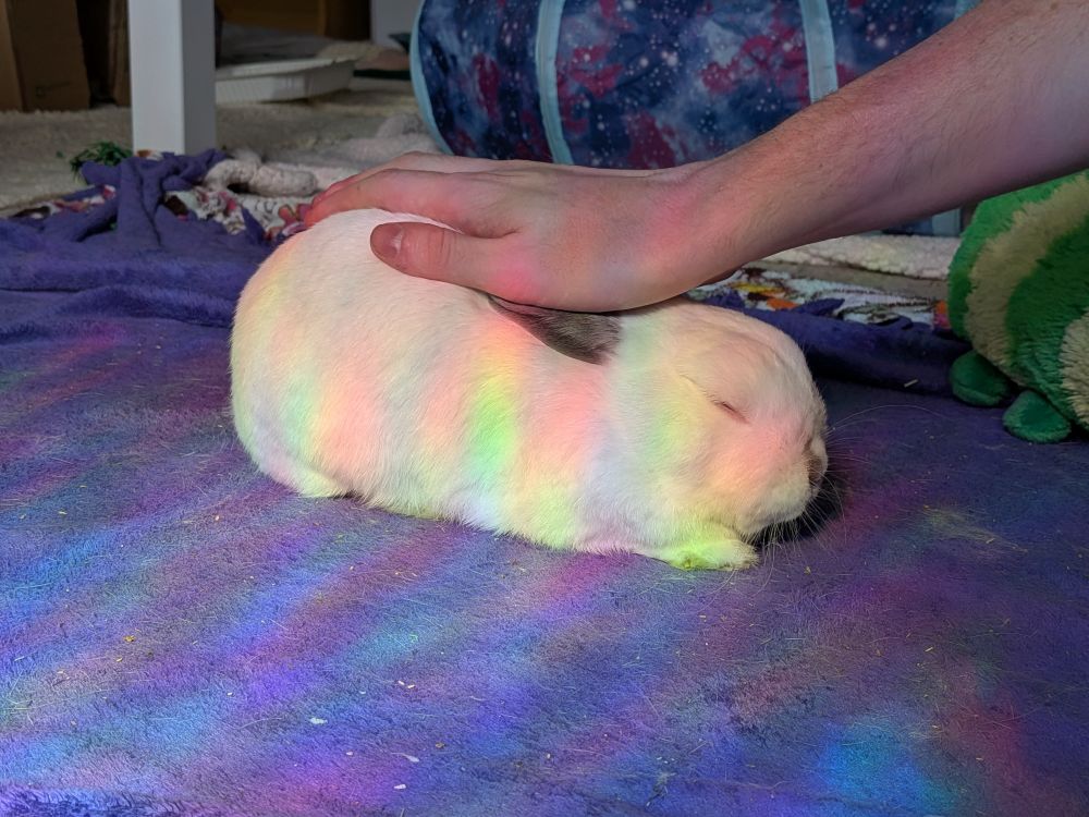 my bunny Fizgig getting pats, covered in rainbows 