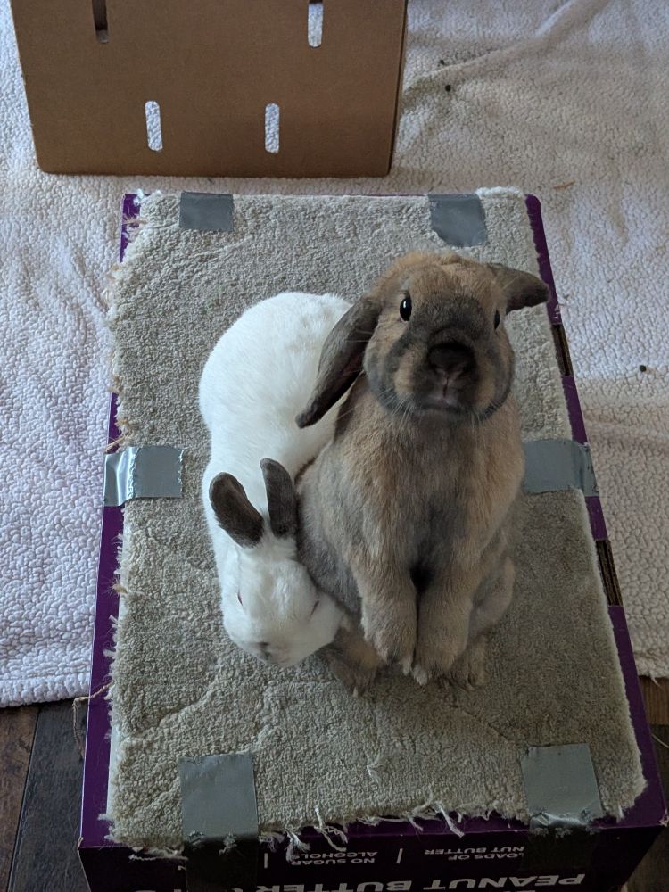  A brown and white bunny begging for breakfast, the brown bunny standing up 