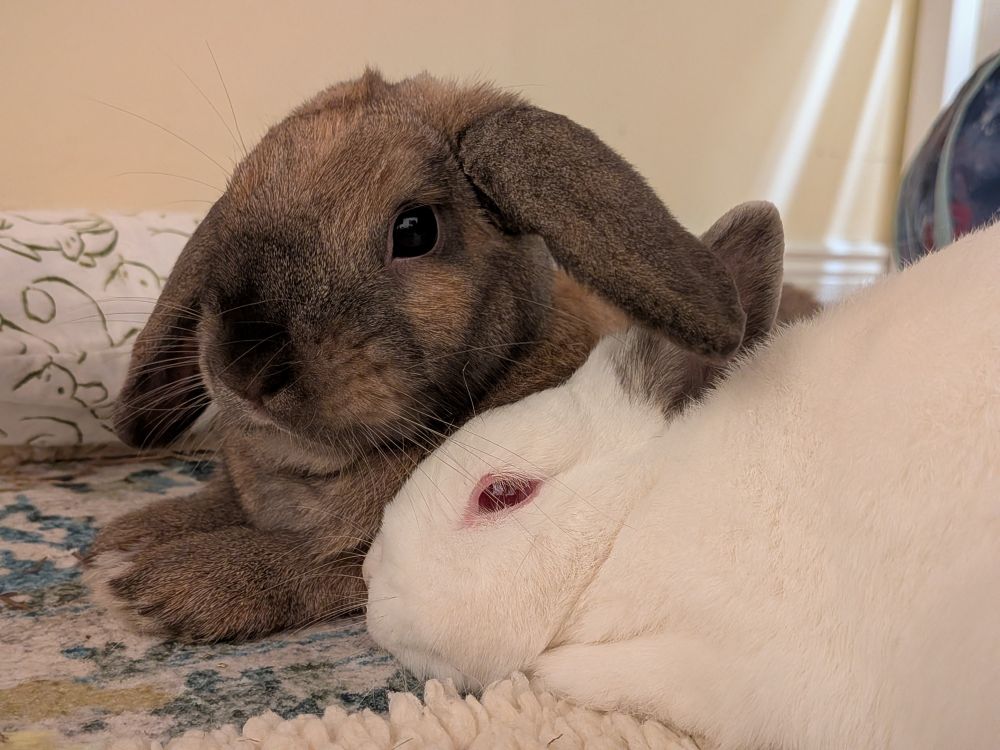 Bunnies cuddled together, Larry and Fizgig 