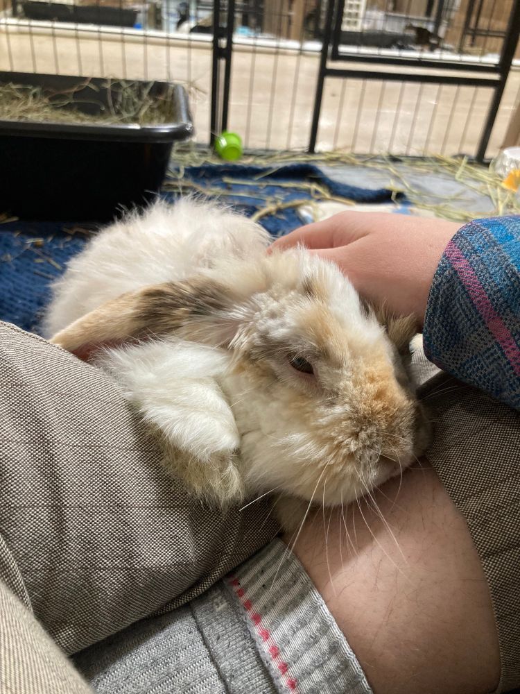 Rapunzel is available at Rocky Mountain House Rabbit Rescue. She is spayed and vaccinated — and SWEET!