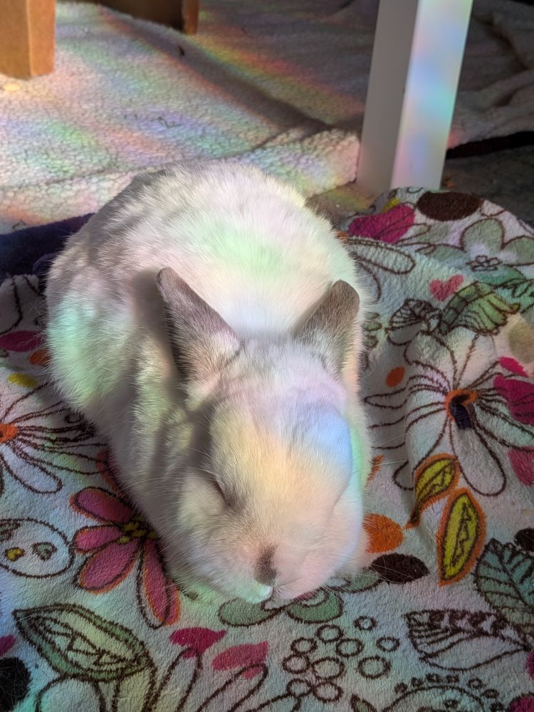 My bunny Fizgig sitting in rainbow sunshine, pleased as punch 