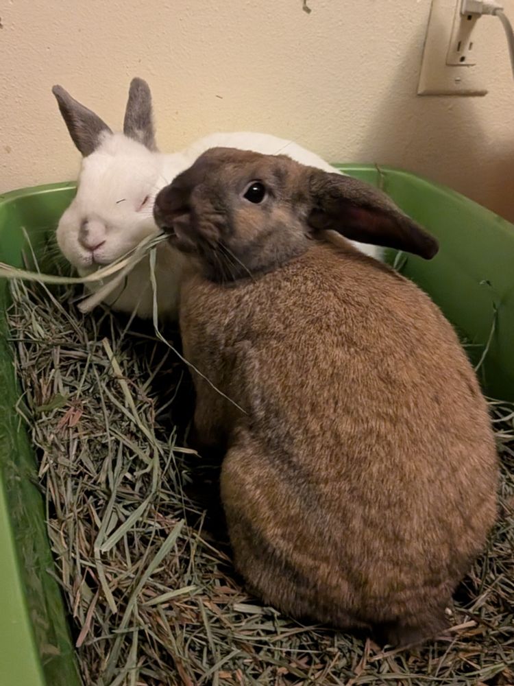 Two rabbits share the litterbox, one chews on some hay 