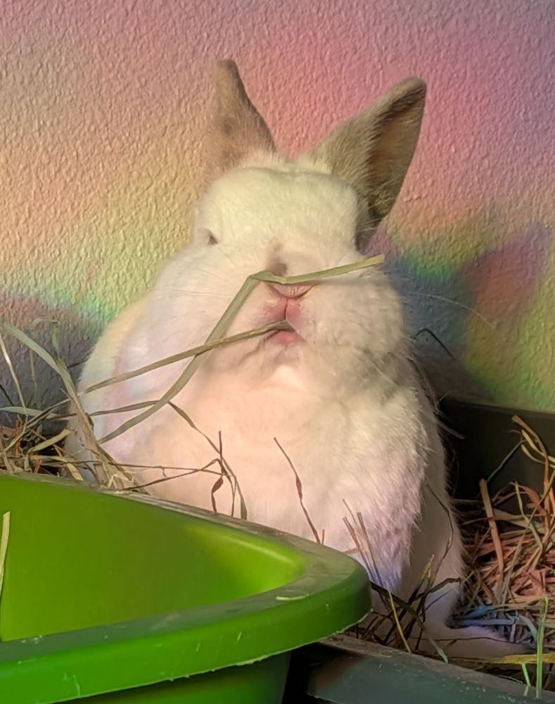 my bunny Fizgig chews on some hay with a blissful look on her face 