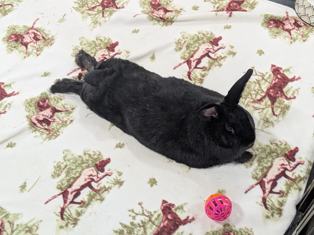 Smokey (bonded to Jasper) is at Rocky mountain house rabbit rescue. She is splooted on a blanket, very flat except for her ears 