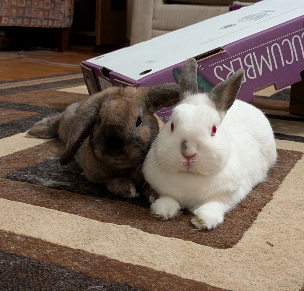 A brown and white bunny snuggle up together 