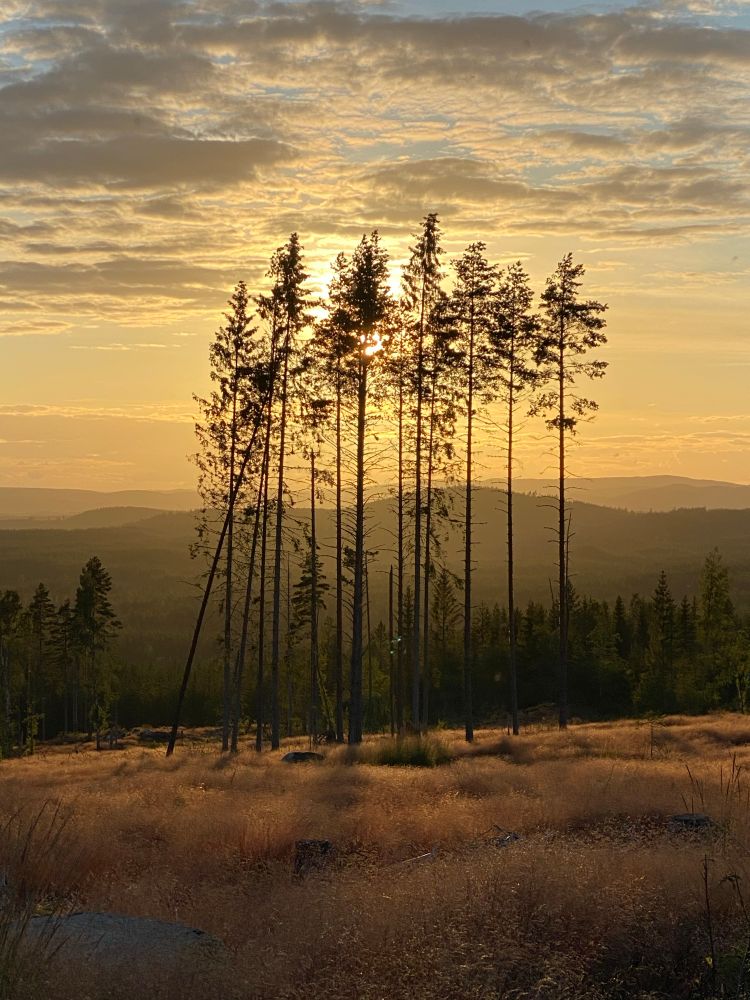 Summer sun setting on the Rolling hills in the background and some pinetrees in the foreground 

All is yellowy and soft

The picture is from sweden and was taken in the hell that was 2020