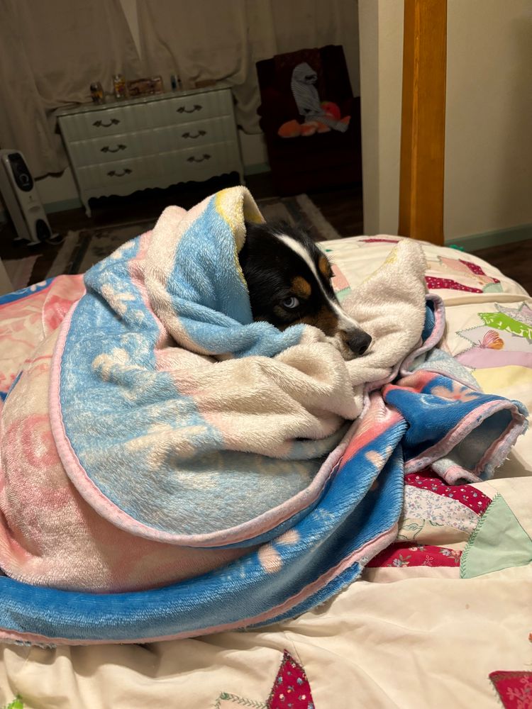 A tri color Australian Shepard is curled up in a blue and pink blanket on a bed. The dog looks content.