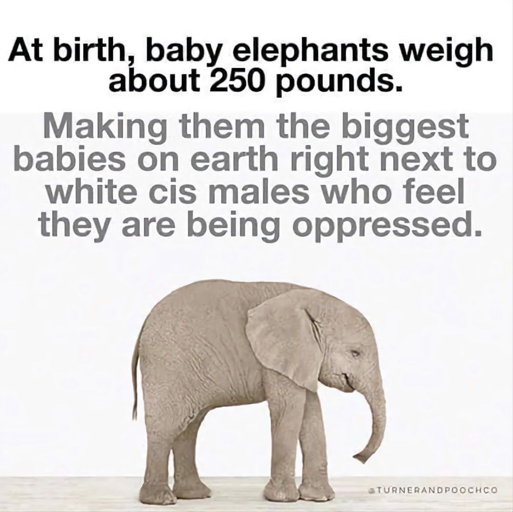 Picture of a baby elephant under the words:
"At birth, baby elephants weigh about 250 pounds.
Making them the biggest babies on Earth right next to white cis males who feel they are being oppressed."