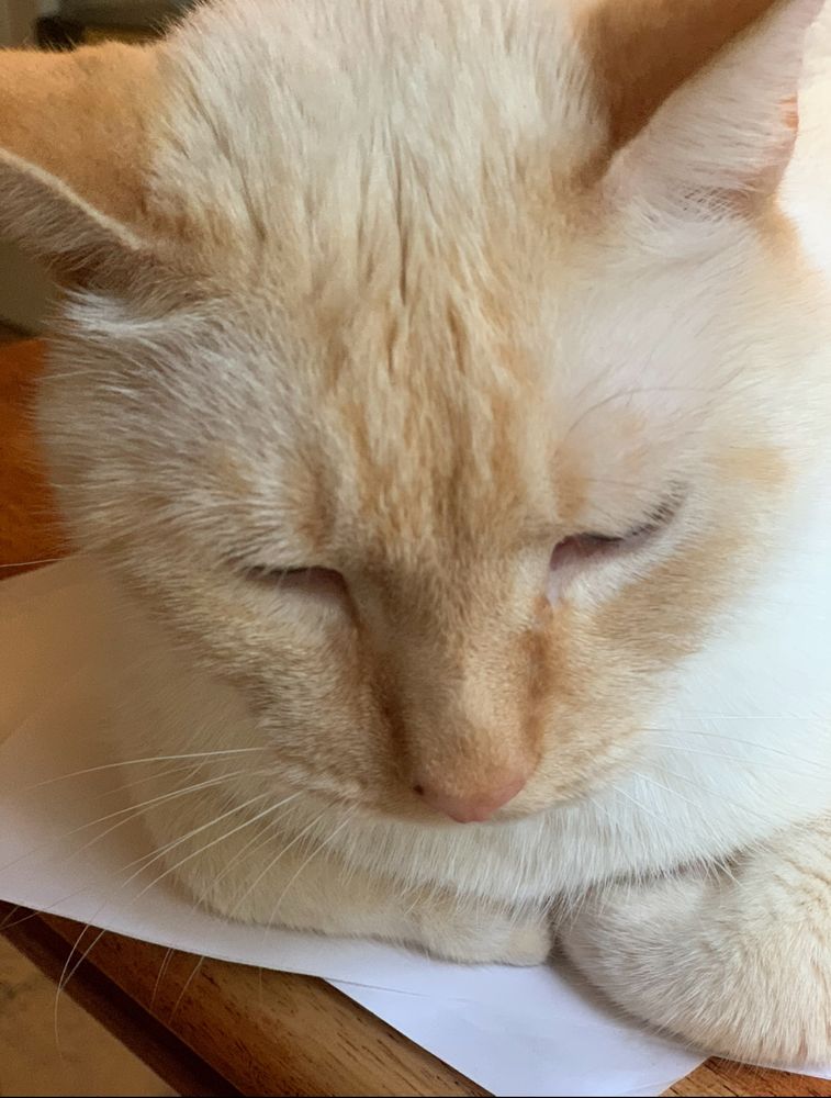 Close-up of the face of a white Siamese cat with orange markings. He looks sleepy.
