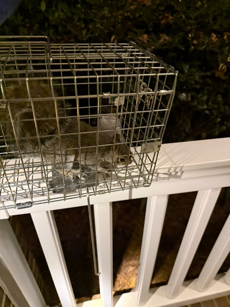 A squirrel in a cage trap. 