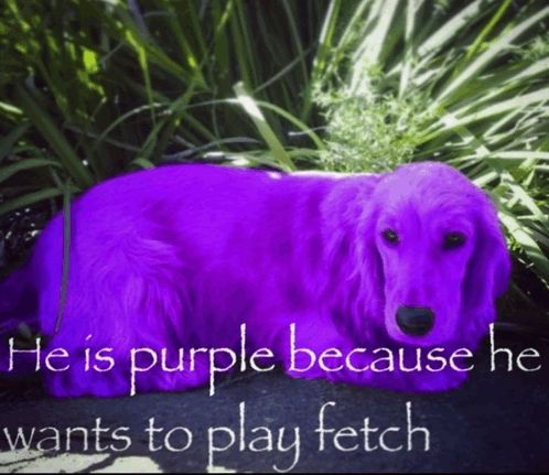 a photo of a dog that is purple with text that reads "he is purple because he wants to play fetch"
