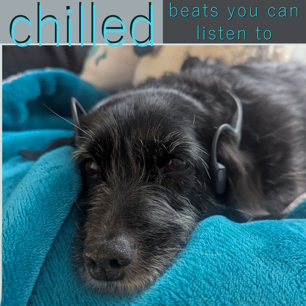 A photo of my dog Markle, resting on a bright blue blanket and wearing Shokz headphones. There is text at the top of the image reading "chilled beats you can listen to" (with the word "chilled" given emphasis via size)