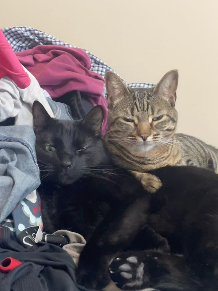 Picture of two cats laying on a bed