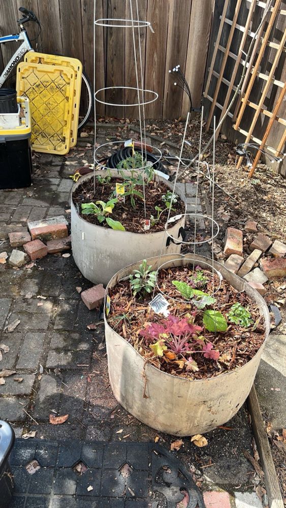 Two large garden bags with plants in them. The first one has a smaller upside down cage in the center for an eggplant plant surrounded by small seedling plants. The other garden bag has a larger upside down cage for a tomato plant, surrounded by herb plants. The bags are sitting on a brick patio enclosed by a wood fence.