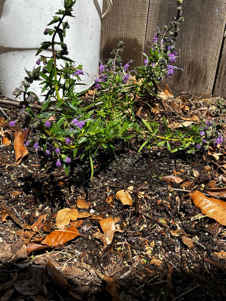 A closeup photo of a vivid green plant with small purple flowers (Midnight Magic)
