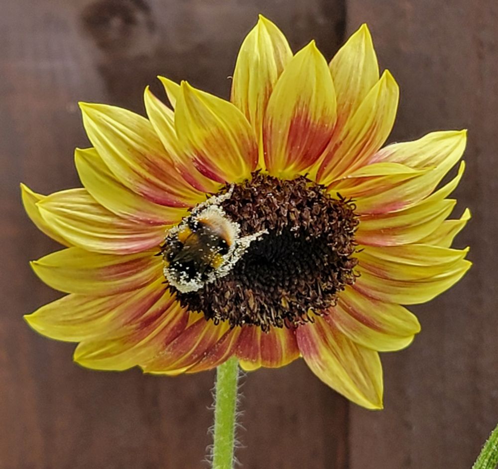 Bee smothered in pollen on  a sunflower I have grown from seed
