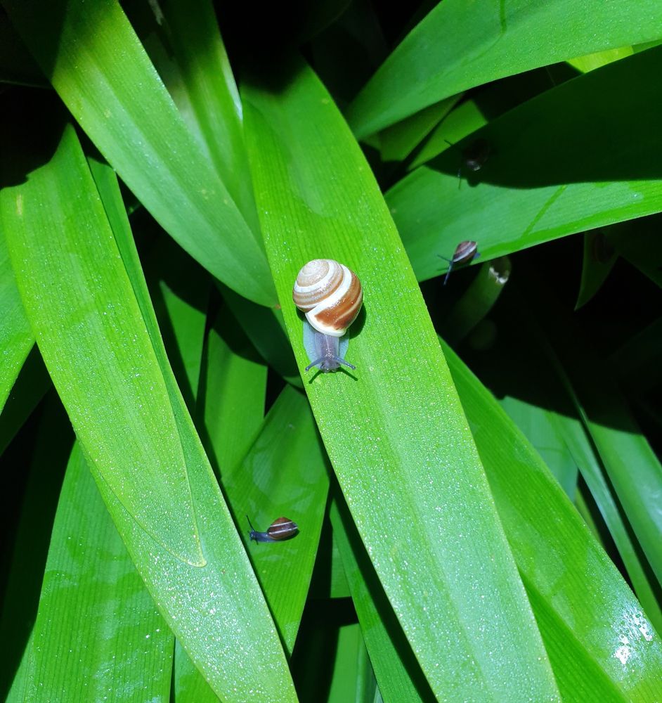 Three small snails on shiny green agapanthus leaves