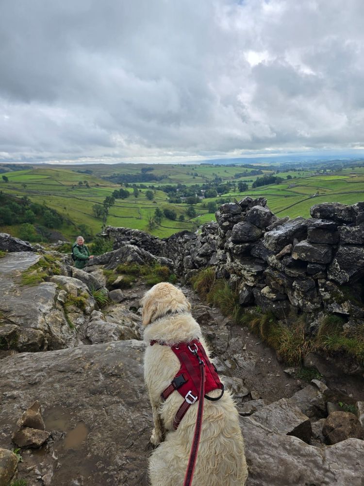 Golden retriever on a rocky outcrop looking over the Derbyshire countryside