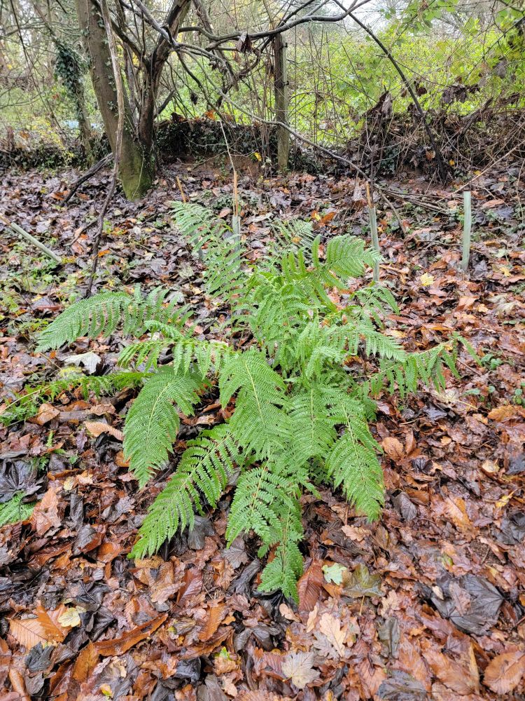 Green fern with graceful leaves under the canopy in the woods