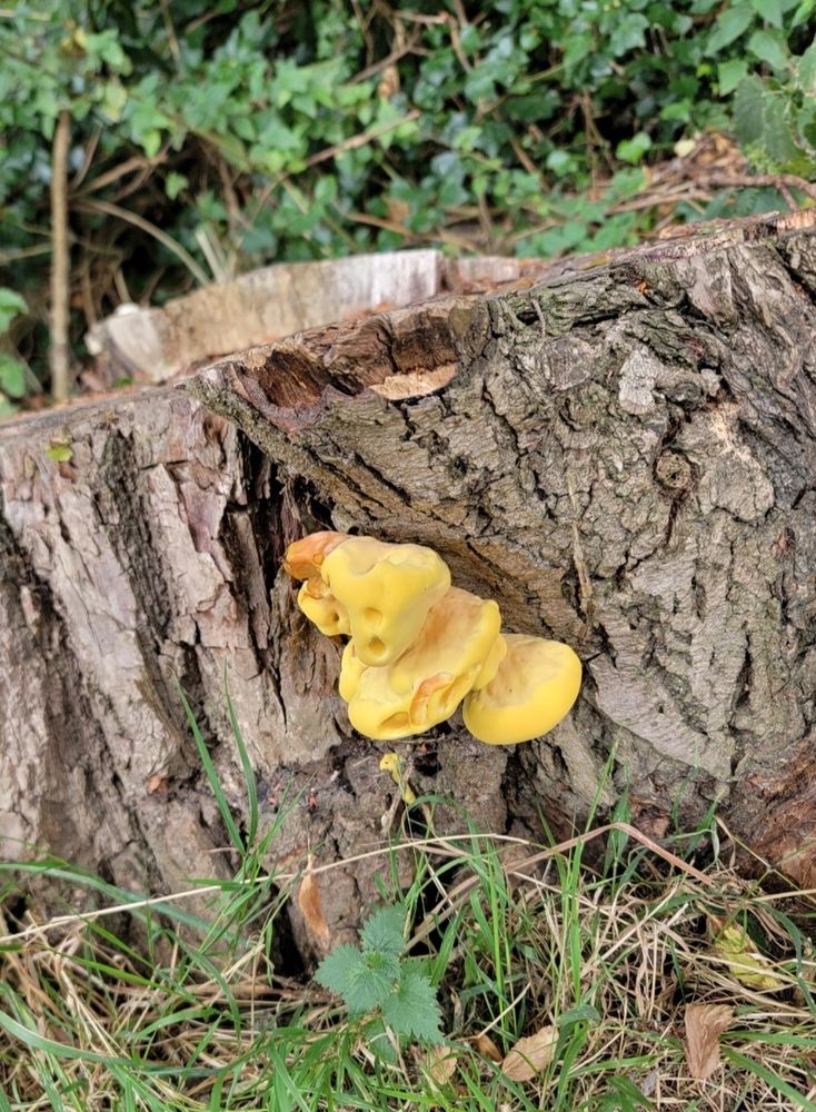 Yellow fungus growing on a tree stump in the woods