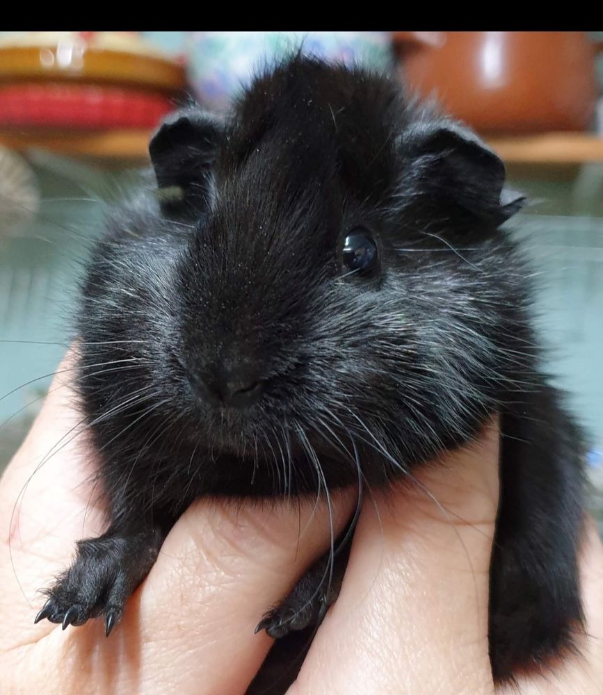 My hand holding a black guinea pig