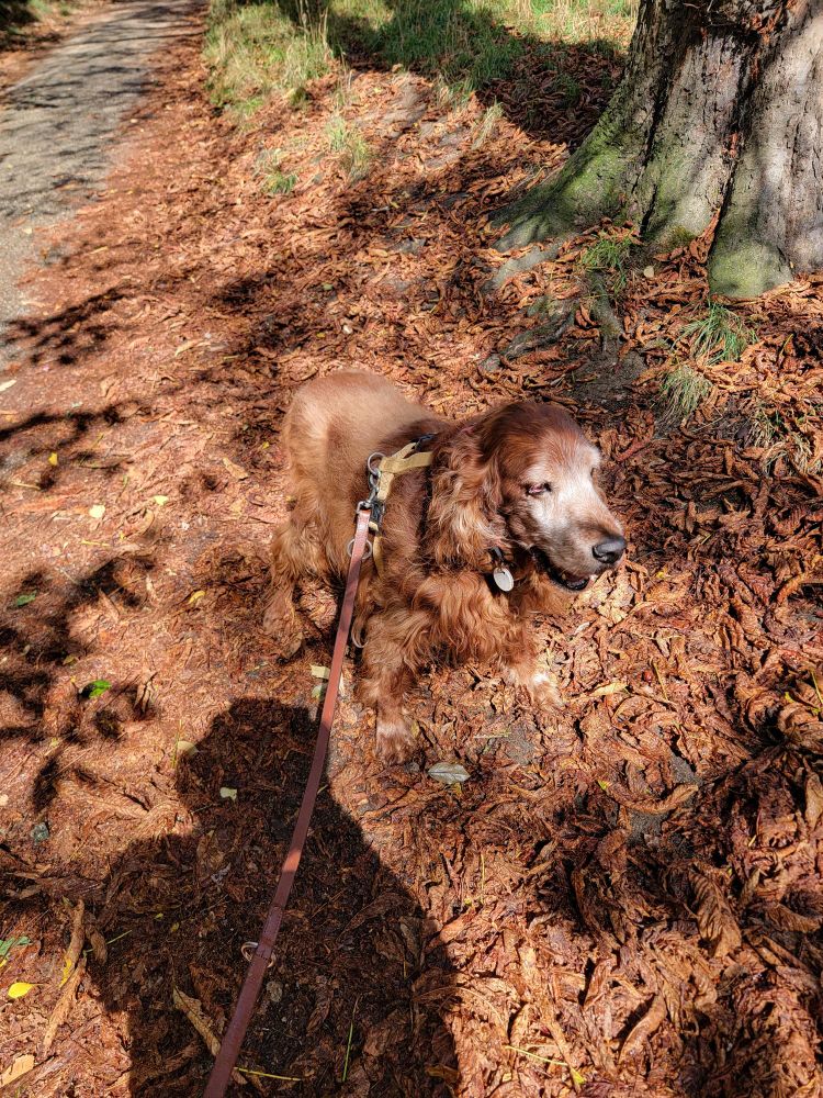 Red setter standing on fallen leaves the same colour as her. 