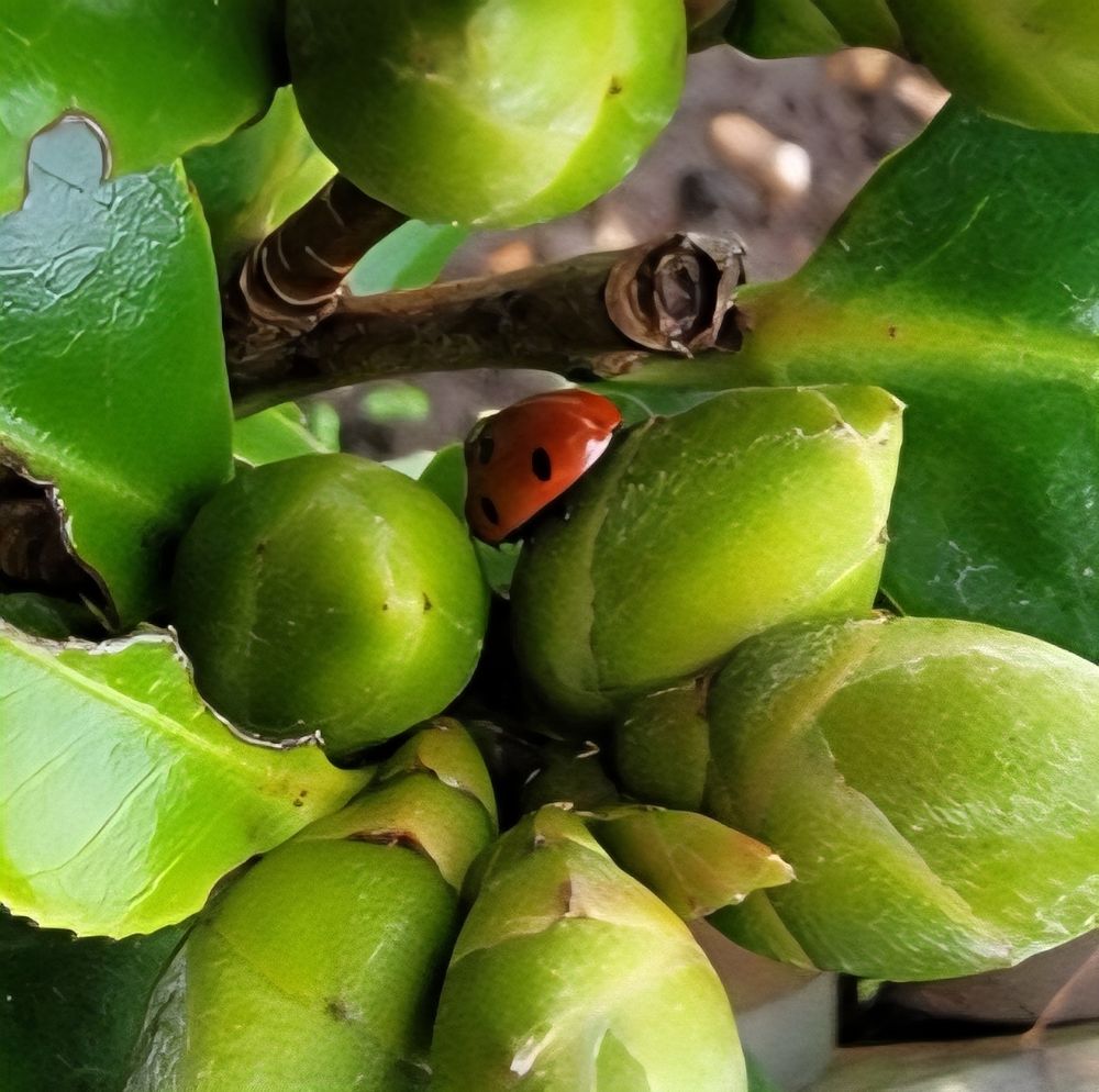 Cluster of tight camellia buds with ladybird nesting amongst them