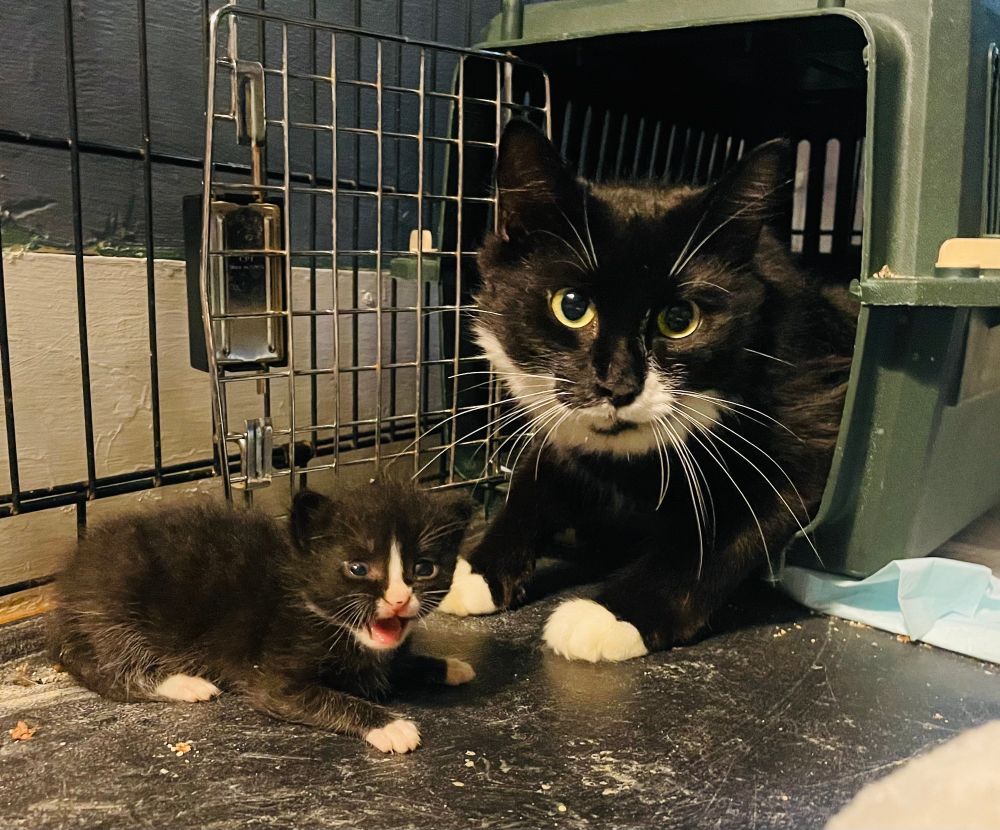 Foster mama and her baby, they are both black and white tuxedo cats. Mama is gazing at the camera while baby Karen screams.