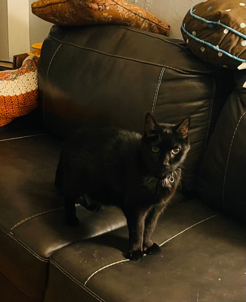 Big, strong stately black gentleman cat on his way to a nice, warm bed.