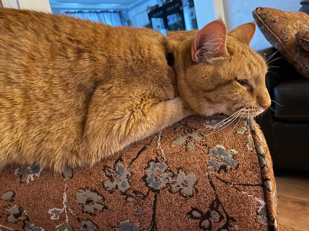 Large orange cat on an orange chair, his eyes are barely open and he is relaxed with paws under his chin