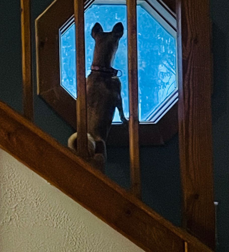 Tiny dog snoopervising the neighborhood 