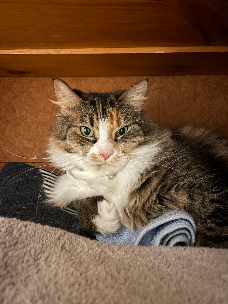 Large long haired calico tabby inside of the linen closet. She is lounging casually on top of a pile of clean towels.