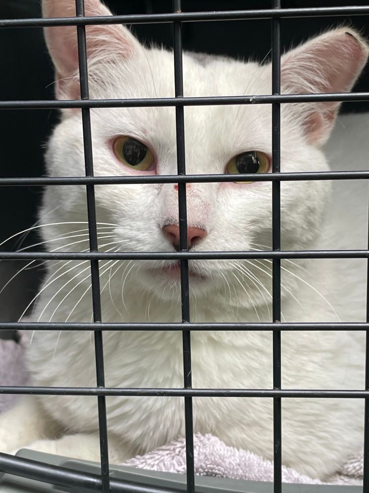 White cat laying down, gazing out of a wire crate. He is thinking thoughts and planning plans.