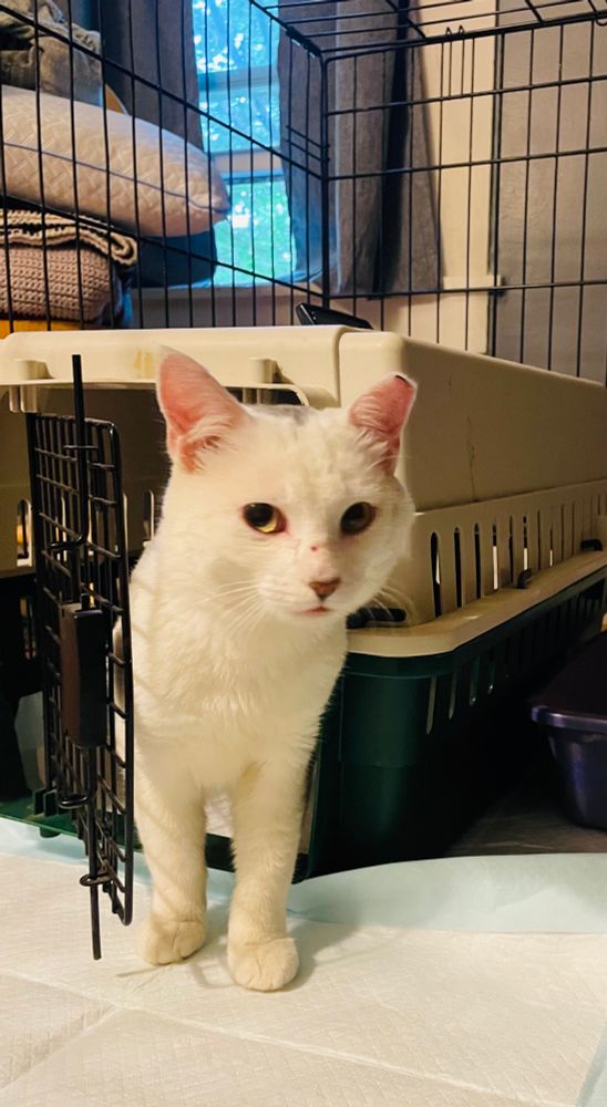 Young adult white cat emerging from a cat carrier. He has a new ear tip and a small scratch on his nose but bright yellow eyes full of curiosity.