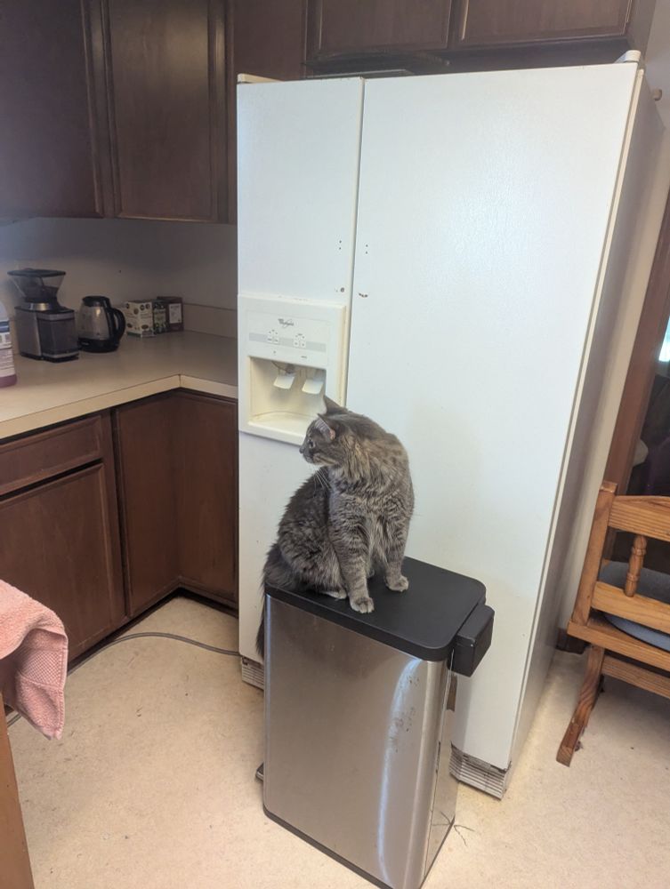 A grey tabby sitting on a grey trash can in front of a refrigerator as if guarding the treasure within.
