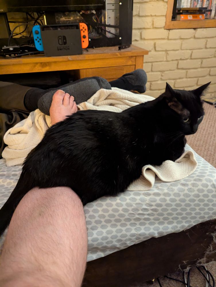 A void cat perched on a human leg.