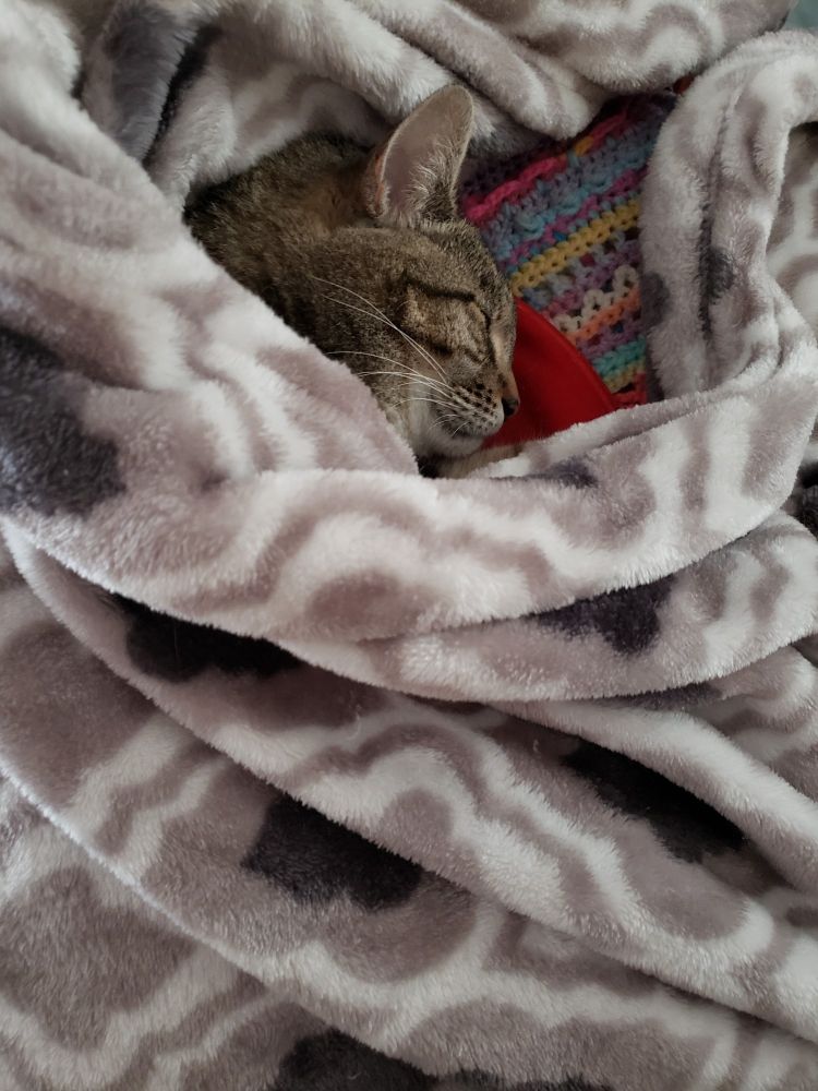 A tabby cat curled up in blankets on a heating pad