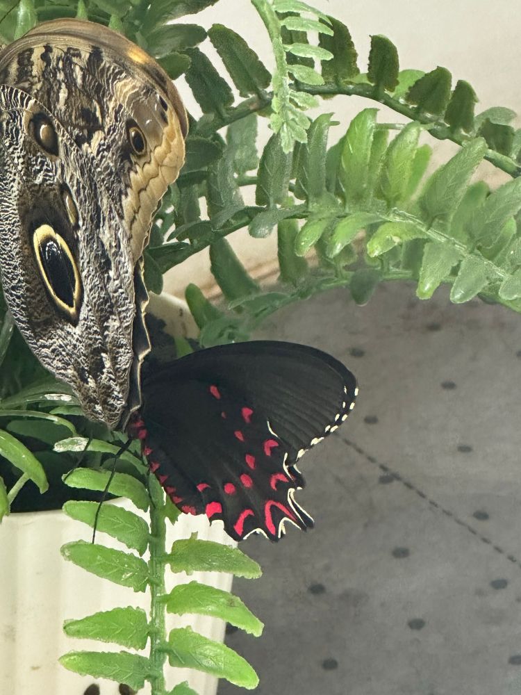 A black red and white butterfly hanging on a branch