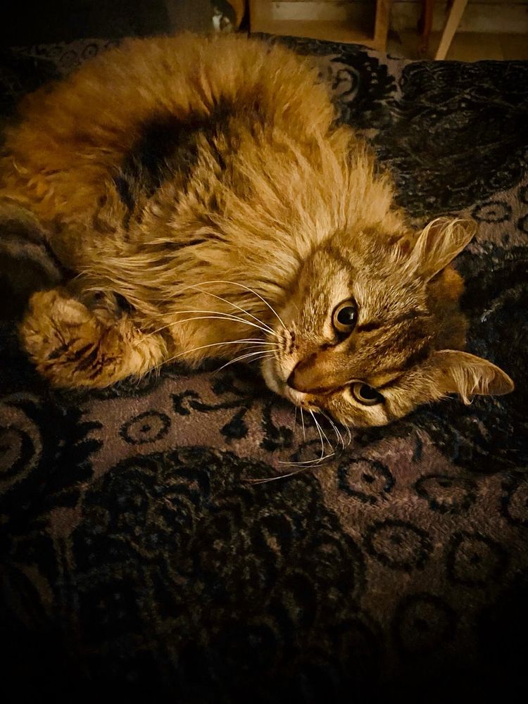 Parche que chat Chéchouette regarde le téléphone en prenant un air séducteur, étendue sur un plaid gris à motifs noirs…