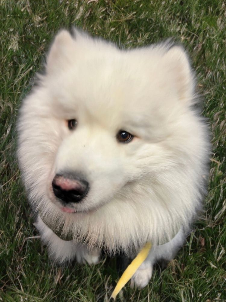 Cute samoyed!