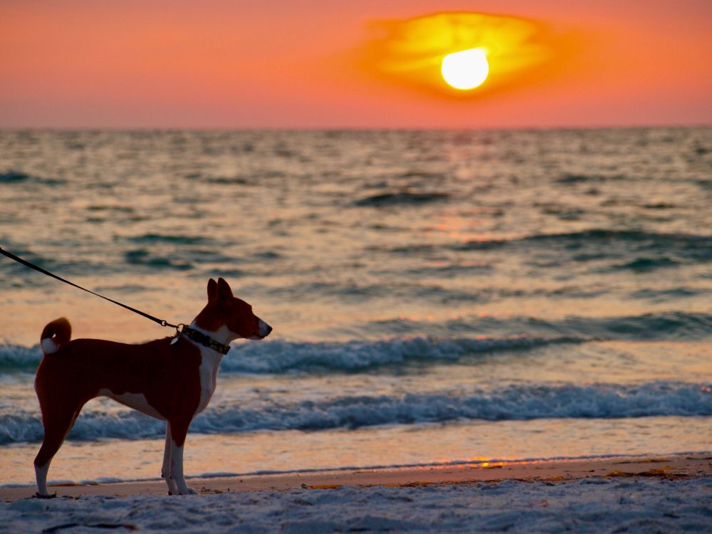 Lady, a red and white Basenji, is standing on the Gulf of Mexico shoreline as the bright white orb of the sun sets, turning the sky yellow, orange and mauve. Small waves lap at her feet.