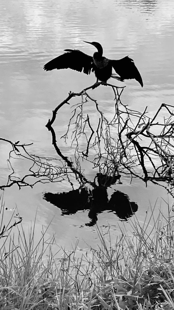 An Anhinga drying its wings on a skeletal branch has its image silhouetted on the water.