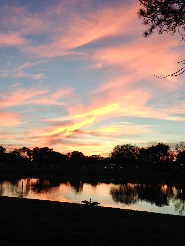 An Anhinga dries it wings before the setting sun. The clouds are yellow, gold and pink against the blue sky and is reflected on the smooth lake surface. Trees border the opposite shore.