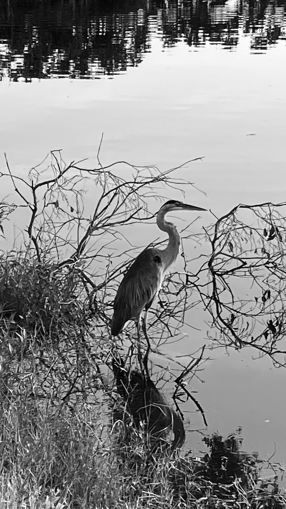 In the morning light, a Great Blue Heron stands in the shadows of the lake next to a fallen tree branch. There is tall grass in the foreground along the bank.