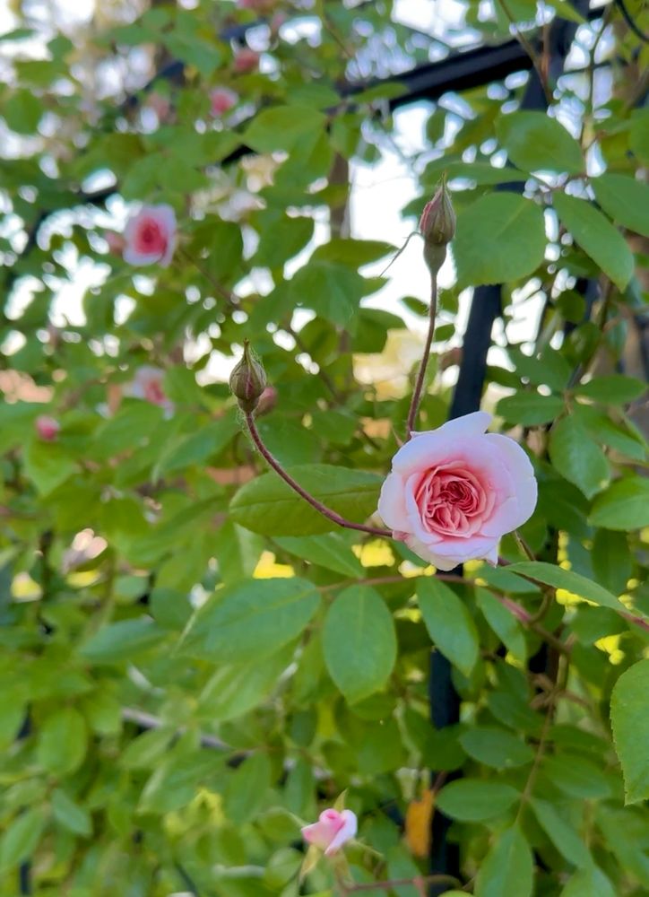 Pastel pink vining rose, variety is Cecile Brunner. 